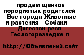 продам щенков породистых родителей - Все города Животные и растения » Собаки   . Дагестан респ.,Геологоразведка п.